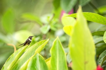 Purple-throated woodstar sitting on leave, hummingbird from tropical forest,Colombia,bird perching,tiny beautiful bird resting on flower in garden,green background,nature scene,exotic adventure