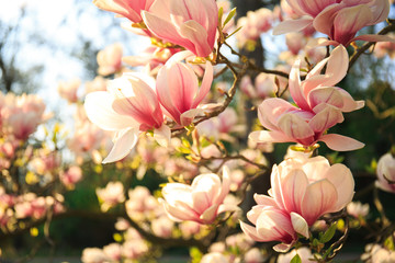 magnolia tree spring flowers sunny day