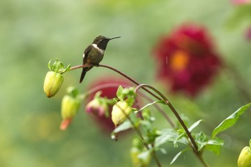 Purple-throated woodstar sitting on branch, hummingbird from tropical forest,Colombia,bird perching,tiny beautiful bird resting on flower in garden,colorful background with flower,nature scene,exotic