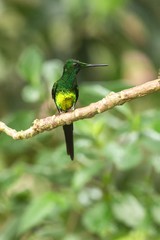 Fototapeta na wymiar Empress brilliant sitting on branch, hummingbird from tropical forest,Colombia,bird perching,tiny beautiful bird resting on flower in garden,clear background,nature scene,wildlife, exotic adventure
