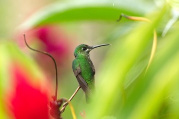 Fototapeta na wymiar Empress brilliant sitting on branch, hummingbird from tropical forest,Btazil,bird perching,tiny beautiful bird resting on flower in garden,colorful background with flowers,nature scene,wildlife,exotic