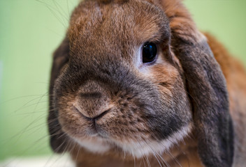 Dwarf rabbit breed sheep sits. Textured background. The ginger rabbit is looking at the camera.
