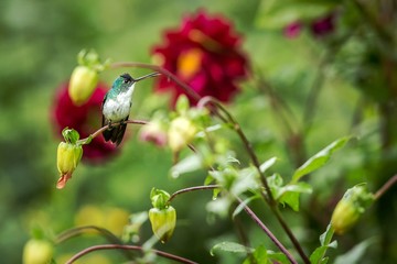 Western emerald sitting on branch, hummingbird from tropical forest,Colombia,bird perching,tiny beautiful bird resting on flower in garden,colorful background with flowers,nature scene,wildlife