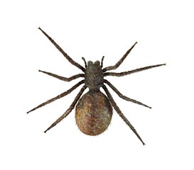Spider 3d illustration isolated on the white background