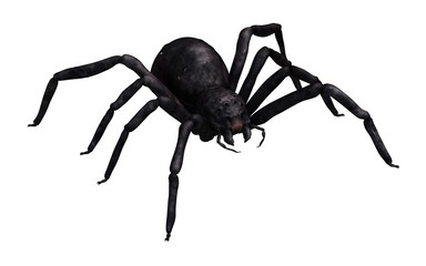 Spider 3d illustration isolated on the white background