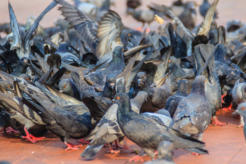 Crowd of pigeon on the walking street in Bangkok, Thailand. Blurred group of pigeons fight over for food, many struggle pigeons near temple in Thailand. Selective focus