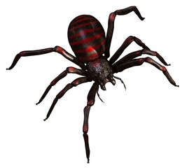 Spider 3d illustration isolated on the white background