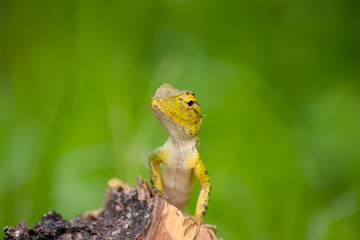 close-up view of cute colorful exotic chameleon