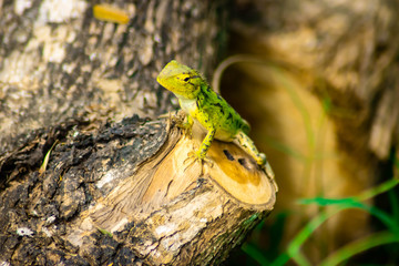Naklejka na ściany i meble Beautiful green chameleon - Stock Photo - Image