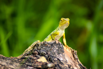 Beautiful green chameleon - Stock Photo - Image