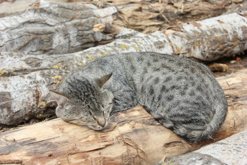 gray cat