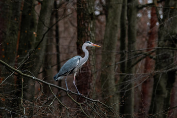 Fototapeta premium gray heron sitting on a tree