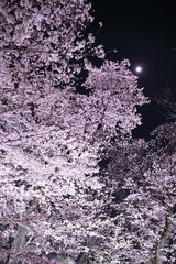 夜桜