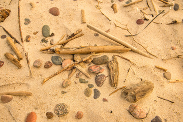 Driftwood at a beach of the Baltic Sea