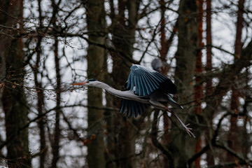 gray heron sitting on a tree