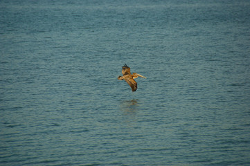 the pelican flies over the water