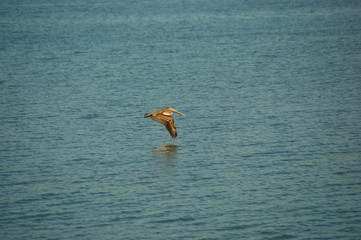 the pelican flies over the water