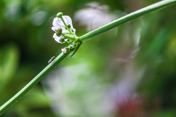 Closeup of a white flowers