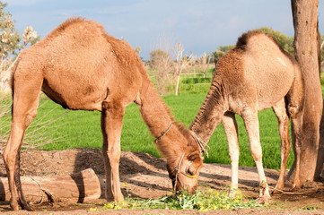 camels eating grass in the desert