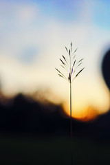 Silhouette grass with sunset