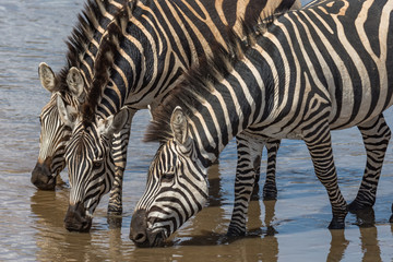 Fototapeta na wymiar Three Zebras Drinking