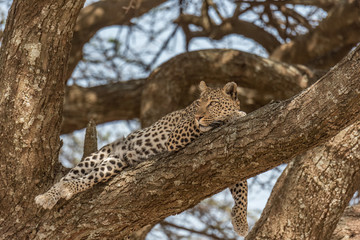 Fototapeta na wymiar Leopard Serengeti
