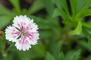 Cravina dianthus chinensis  Flowers