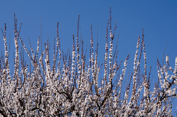 branches of flowering cherry against the blue sky