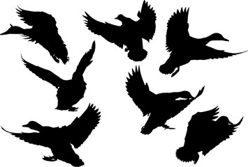 seven flying ducks black silhouettes on white
