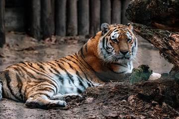 Tiger in the zoo