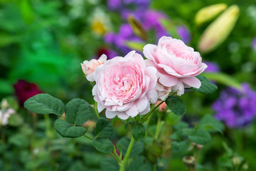 pink roses in garden
