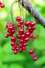 Red currant ripening on the branch