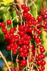 Red currant ripening on the branch
