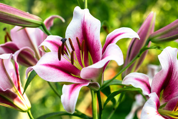 Lily in the garden