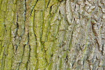 Abstract old wood tree bark texture.