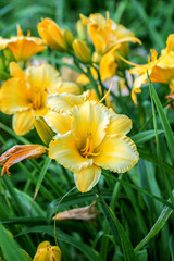 Blooming cultivar daylily in the summer garden 