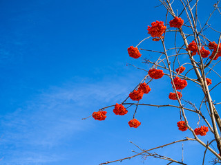 Beautiful branch of a mountain ash on in sunny day against the background of the bright blue sky.