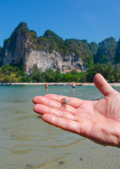 mano con granchio thailandia spiaggia oceano