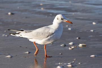 Black-headed gull (Chroicocephalus ridibundus) on a Baltic Sea beach, Mecklenburg-Western Pomerania, Germany
