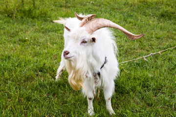 white goat is grazing in the field 