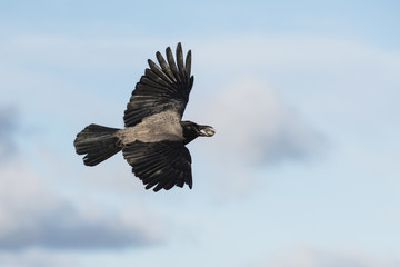 Flying hooded crow with a shell in a beak