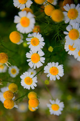 Echte Kamille (Matricaria chamomilla) Blüten