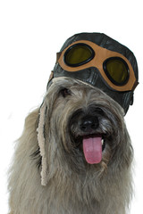 FUNNY DOG WEARING AN AVIATOR OR PILOT HAT WITH GOGGLES. ISOLATED ON  WHITE BACKGROUND. IMAGINATION, CARNIVAL OR DREAM CONCEPT