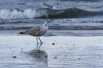 The European herring gull (Larus argentatus) on a Baltic Sea beach, Mecklenburg-Western Pomerania, Germany