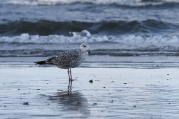 The European herring gull (Larus argentatus) on a Baltic Sea beach, Mecklenburg-Western Pomerania, Germany