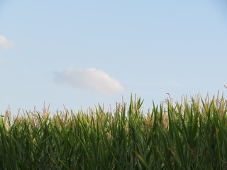 Obraz premium Pole kukurydzy w lecie