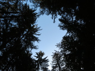 Obraz premium Fichten