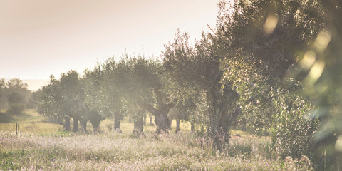 Olive trees groves - agriculture food production farm, orchard during spring -  blooming meadows.