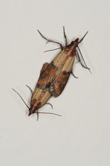 Mating of Indian meal moth pest, Plodia interpunctella