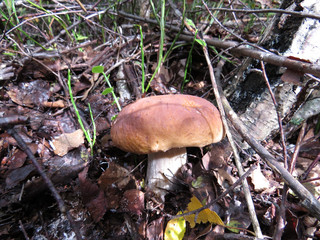 Mushrooms in forest